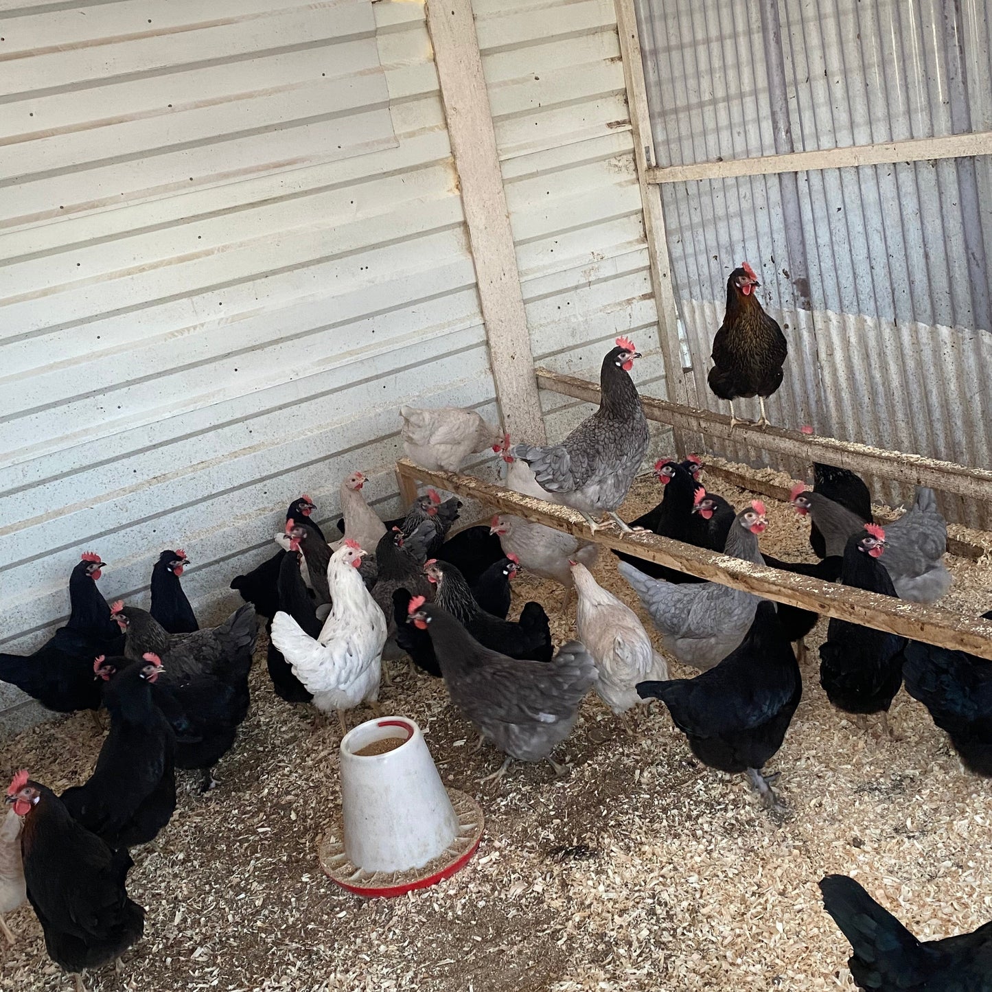 Poultry For Sale - Black Rocks, Bluebells, White Hybrid