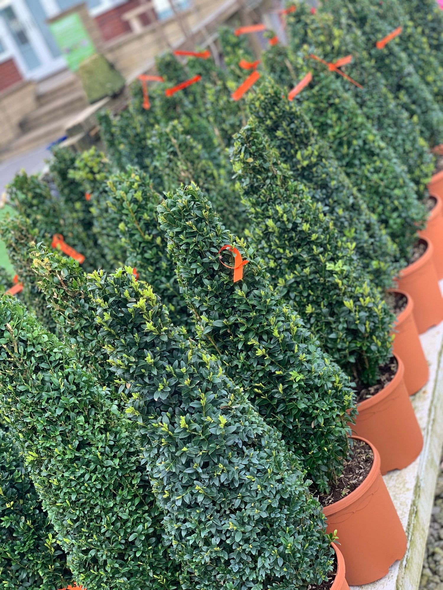 Buxus