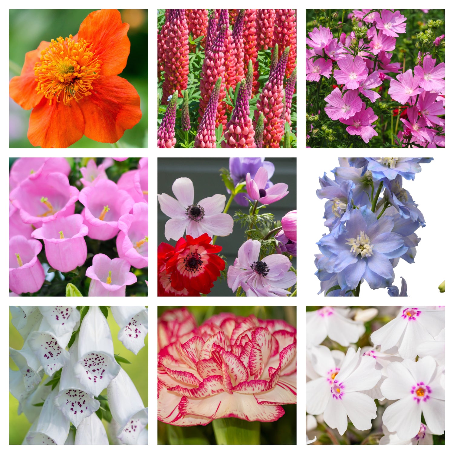 Perennial Plants