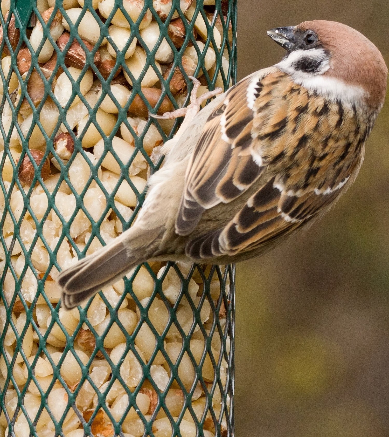 Wildbird Food & Feeders