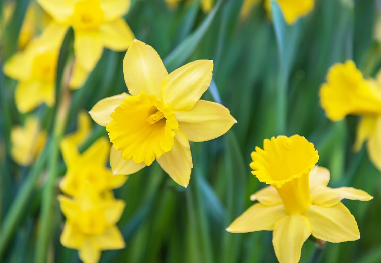 Spring Bulbs