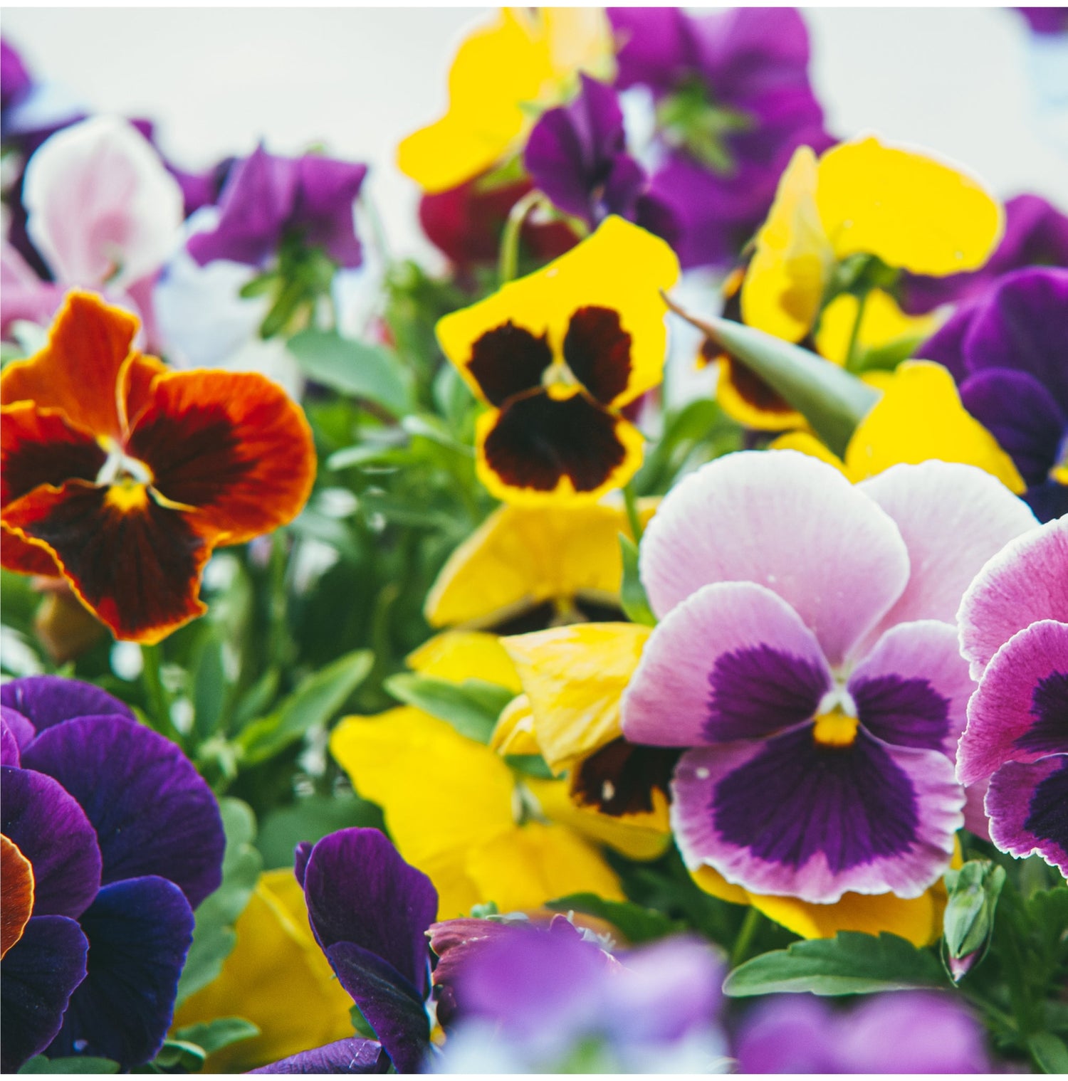 Bedding Plants