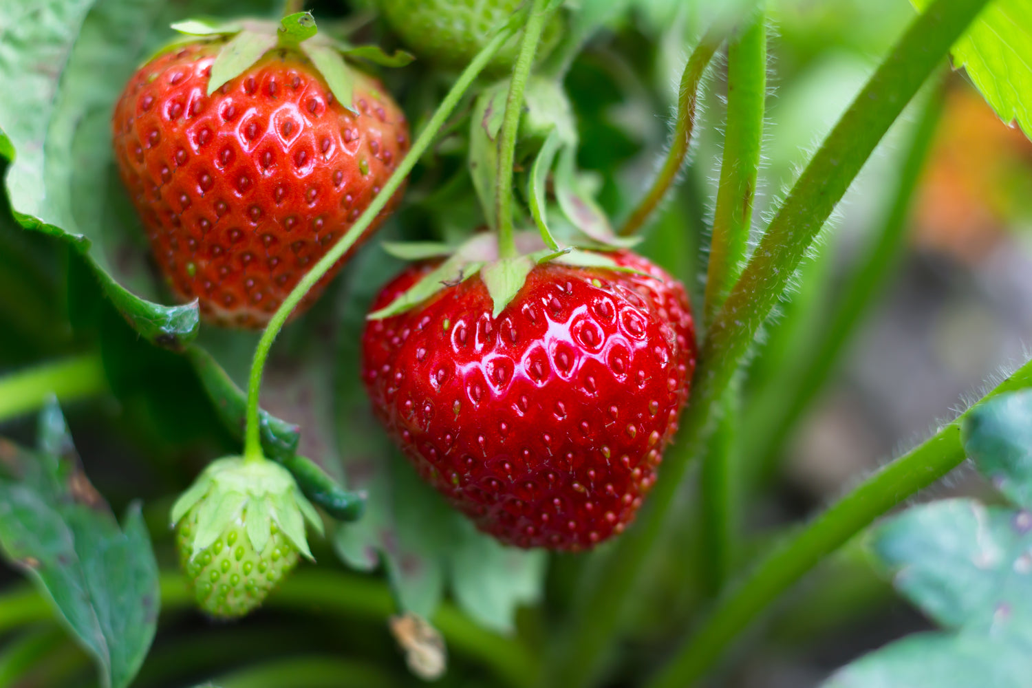 Fruit & Herbs