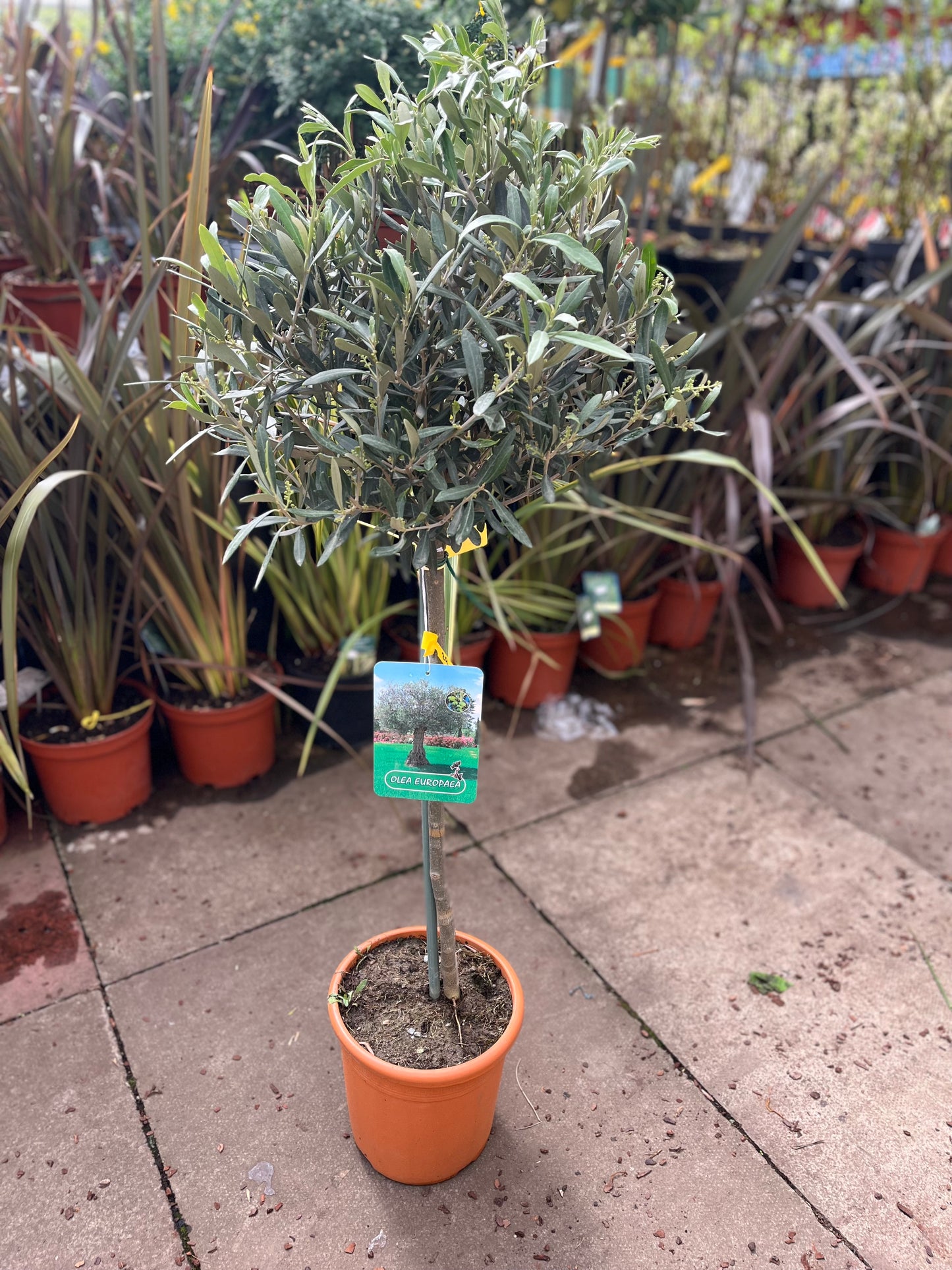 Olive Tree 100cm