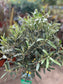 Olive Tree 100cm