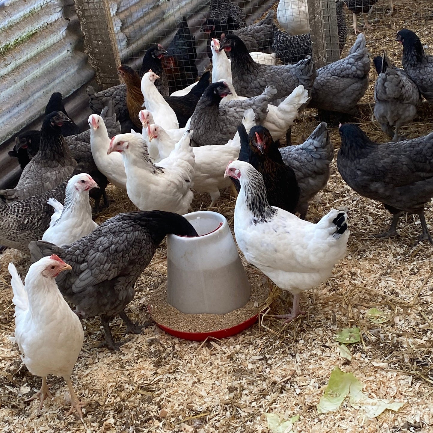 Poultry For Sale - Black Rocks, Bluebells, White Hybrid