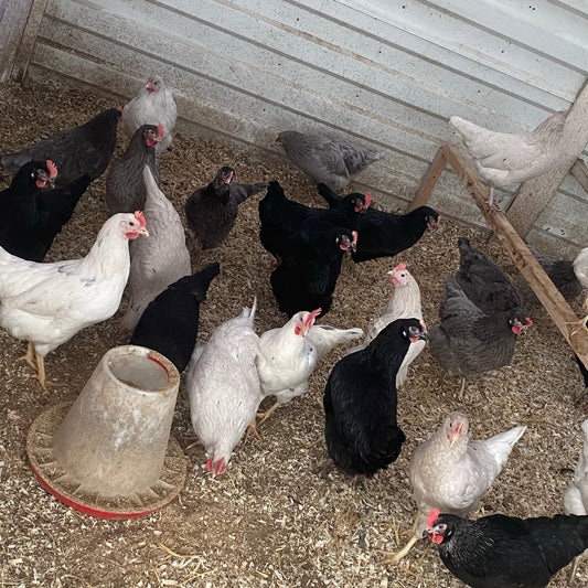 Poultry For Sale - Black Rocks, Bluebells, White Hybrid